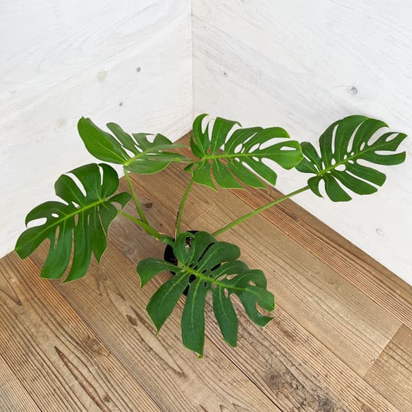 園芸ネット本店｜[ザ・ファームセレクト]モンステラ：デリシオサ（矮性） 5号鉢植え24-02 の通販【公式】