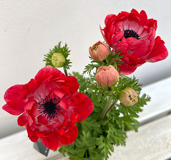 アネモネ【極-KIWAMI-】：ポルトダブル スカーレット3.5号ロングポット