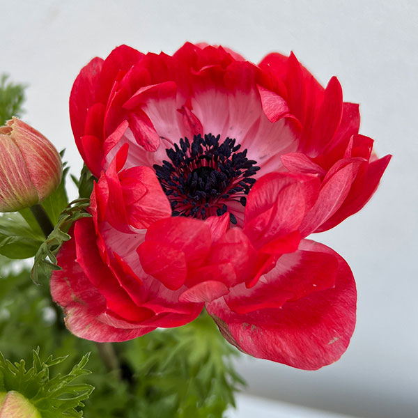 アネモネ【極-KIWAMI-】：ポルトダブル スカーレット3.5号ロングポット