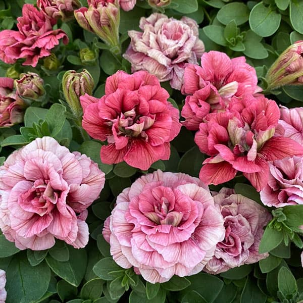 ペチュニア：ホイップマカロン　ブラックベリー3-3.5号ポット