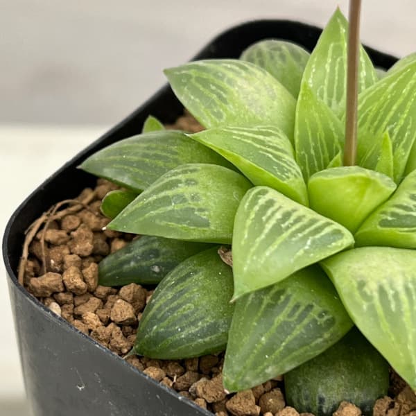 園芸ネット本店｜ハオルチア：姫椿 2.5号鉢植え の通販【公式】