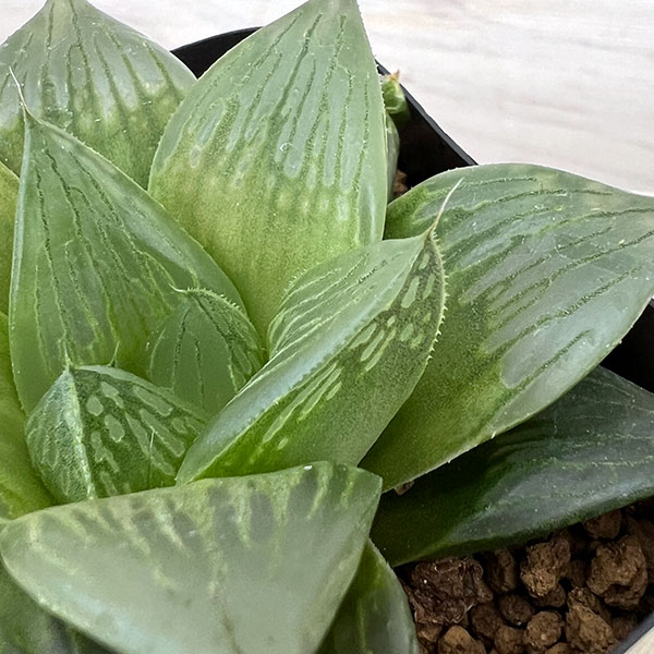 園芸ネット本店｜ハオルチア：オブツーサ×コンプト 天津亀 2.5号鉢植え