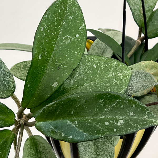 ホヤ:カルノーサ ノバゴースト 5号鉢植え