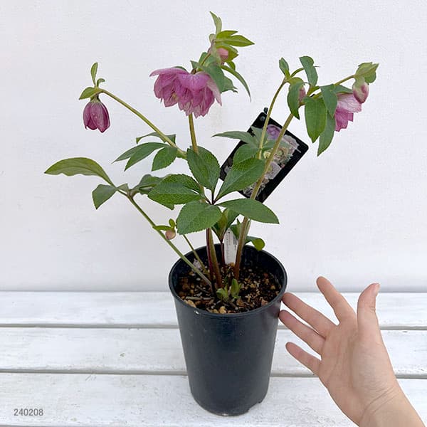 クリスマスローズ....その2 園芸ネット本店｜クリスマスローズ：セレクトダブル24-27／2Lポット の