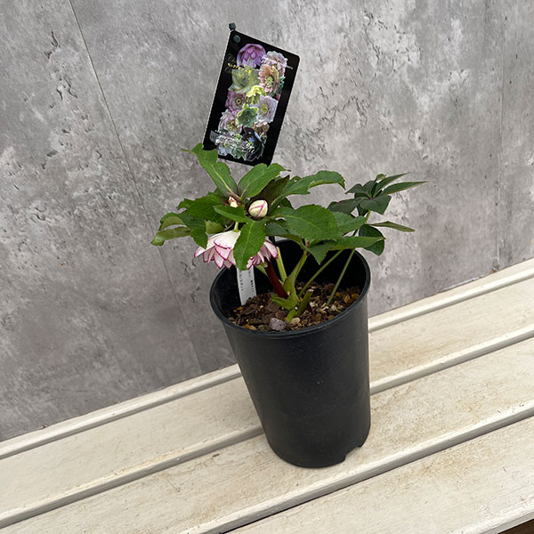 園芸ネット本店｜クリスマスローズ：セレクトダブル24-32／2Lポット の