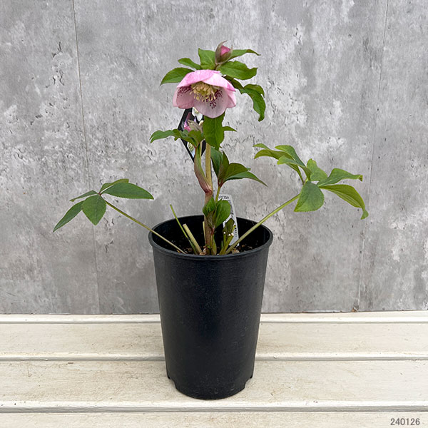 園芸ネット本店｜クリスマスローズ：セレクトセミダブル24-08／2L