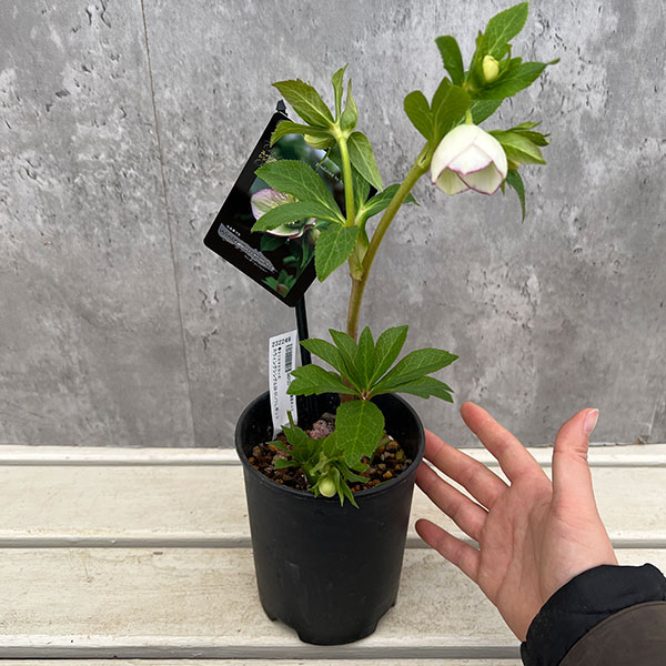 園芸ネット本店｜クリスマスローズ：スウィングシングル24-01／1L