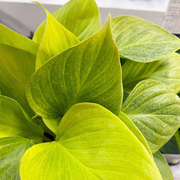 園芸ネット本店｜ホマロメナ：サンシャインジェム 4号ポット の通販