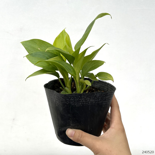 園芸ネット本店｜ホマロメナ：サンシャインジェム 4号ポット の通販