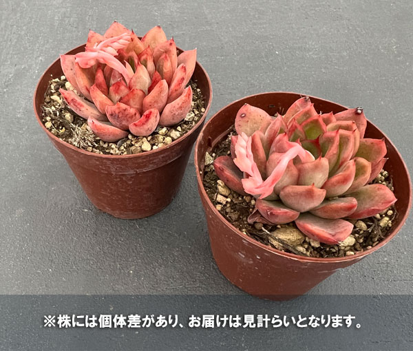 か*ん様 H555　粉花妖（ふんかよう）　16株　抜き苗　多肉植物 エケベリア か*ん様 H555 粉花妖（ふんかよう） 16株 抜き苗 多肉植物 エケベリア