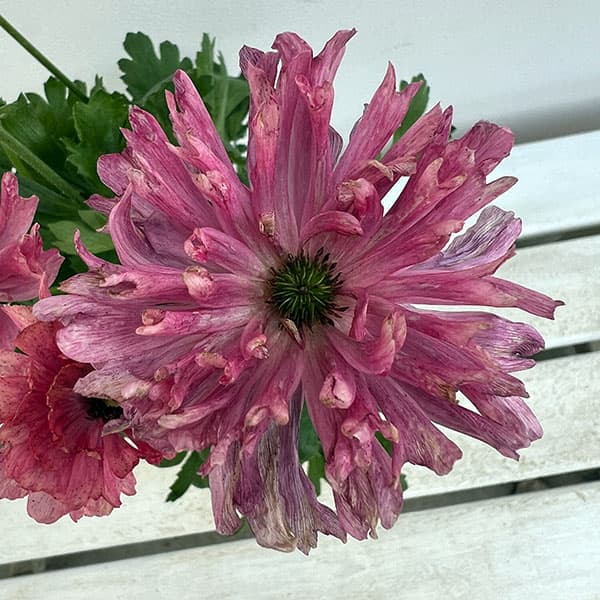 園芸ネット本店｜ラナンキュラス：イカロス ピンク系5号鉢植え の通販