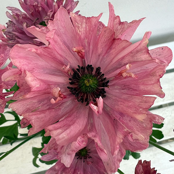 希少【正規品】ラナンキュラス『イカロスピンク』1球 フェミニン おしゃれ 希少【正規品】ラナンキュラス『イカロスピンク』1球 フェミニン