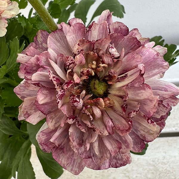 園芸ネット本店｜ラナンキュラス：イカロス アンティーク系5号鉢植え