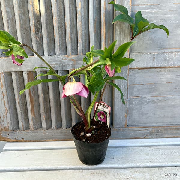 園芸ネット本店｜杉光園芸さんのクリスマスローズ：シングル24-07