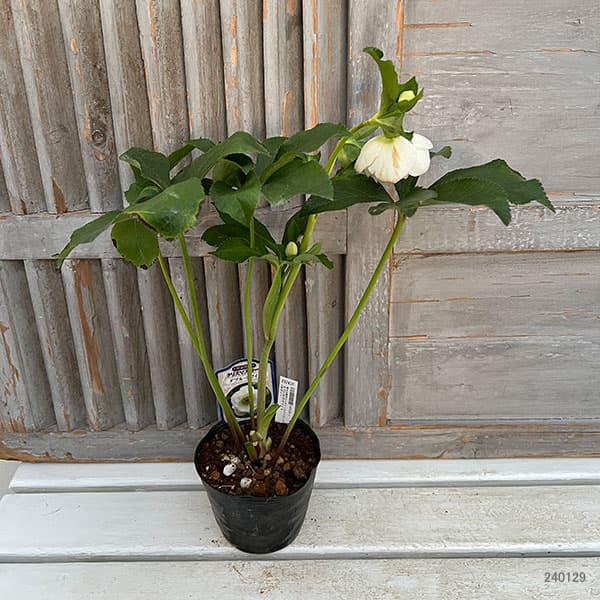 杉光園芸さんのクリスマスローズ：ダブル24-01ホワイト4号ポット