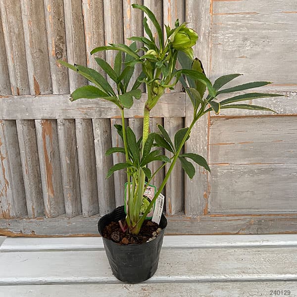 園芸ネット本店｜杉光園芸さんのクリスマスローズ：ダブル24-04