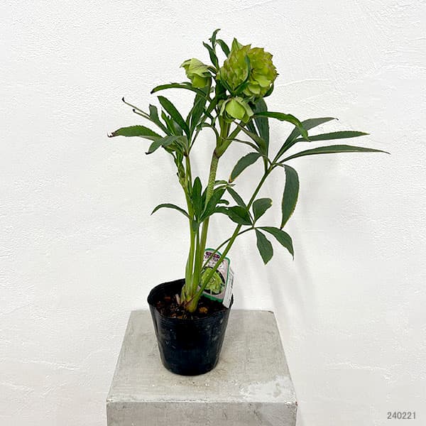 園芸ネット本店｜杉光園芸さんのクリスマスローズ：ダブル24-04