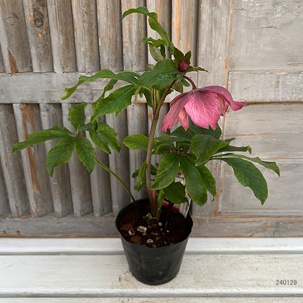 園芸ネット本店｜杉光園芸さんのクリスマスローズ：ダブル24-07ピンク4