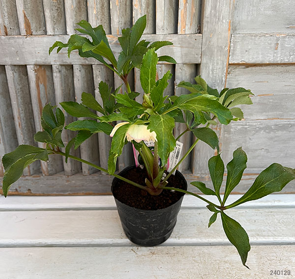 園芸ネット本店｜杉光園芸さんのクリスマスローズ：ダブル24-11