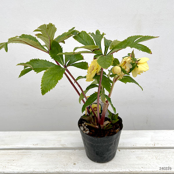 園芸ネット本店｜杉光園芸さんのクリスマスローズ：ダブルゴールド24