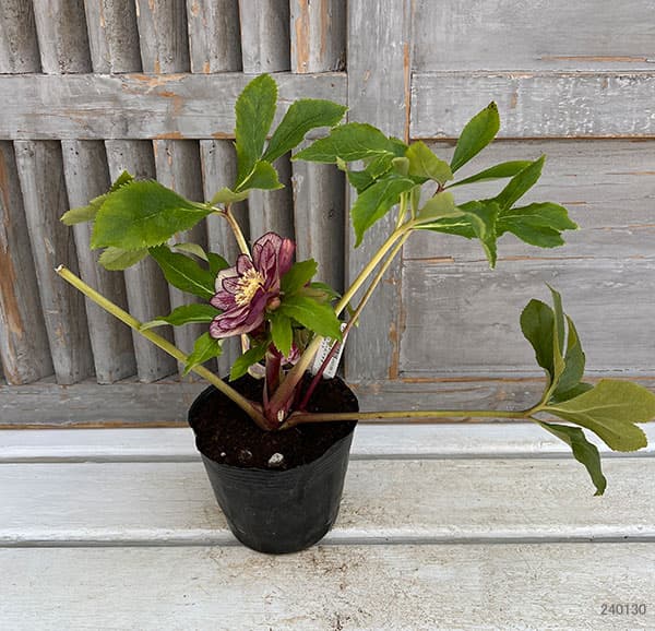 園芸ネット本店｜杉光園芸さんのクリスマスローズ：ダブルゴールド