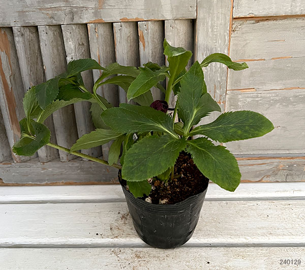 園芸ネット本店｜杉光園芸さんのクリスマスローズ：ダブルブラック24