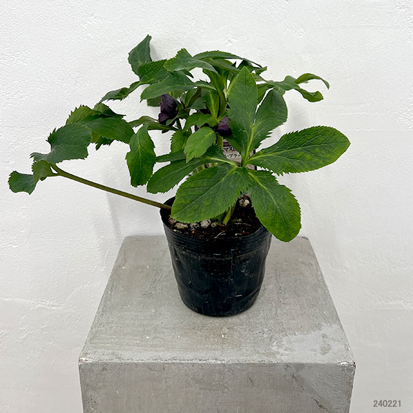 園芸ネット本店｜杉光園芸さんのクリスマスローズ：ダブルブラック24