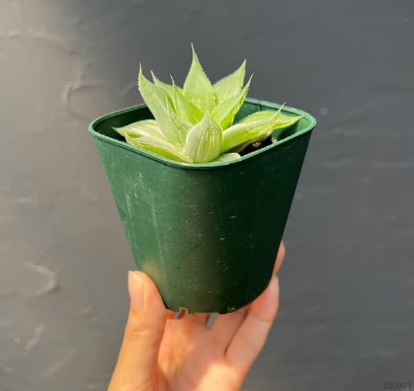 ハオルチア：ホワイトゴースト　3号鉢植え