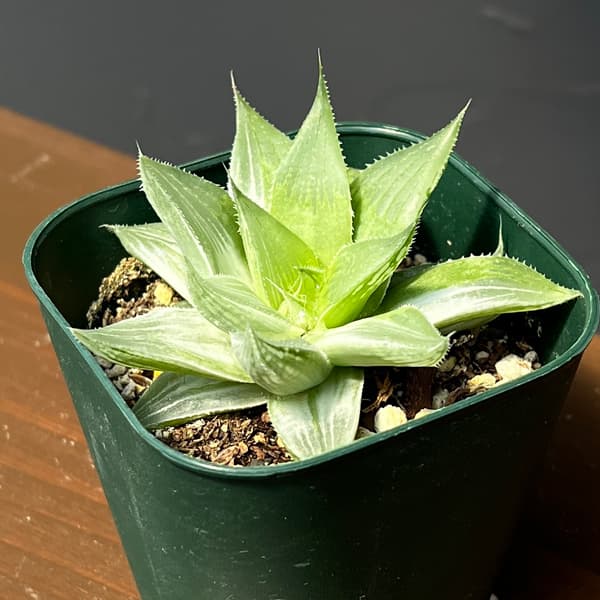ハオルチア：ホワイトゴースト　3号鉢植え