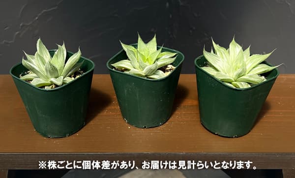 ハオルチア：ホワイトゴースト　3号鉢植え