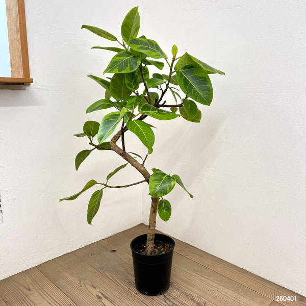 フィカス:アルテシマ(朴曲げ仕立て・Lサイズ) 7号鉢植え 10号鉢カバー付き(アートストーン ラウンド グレー)