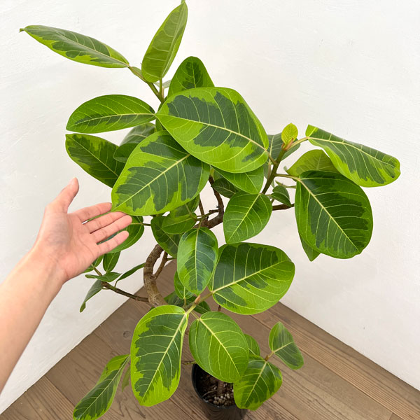 フィカス:アルテシマ(朴曲げ仕立て・Lサイズ) 7号鉢植え 10号鉢カバー付き(アートストーン ラウンド グレー)