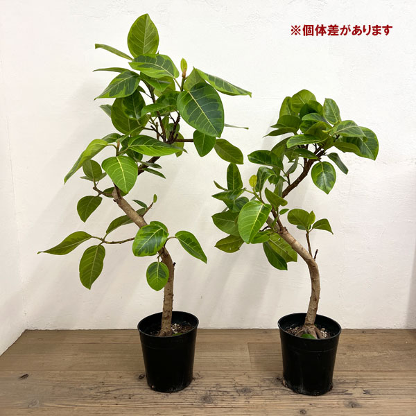 フィカス:アルテシマ(朴曲げ仕立て・Lサイズ) 7号鉢植え 10号鉢カバー付き(アートストーン ラウンド グレー)