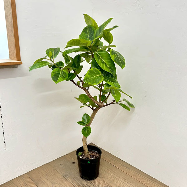 フィカス:アルテシマ(朴曲げ仕立て・Lサイズ) 7号鉢植え 10号鉢カバー付き(アートストーン ラウンド グレー)