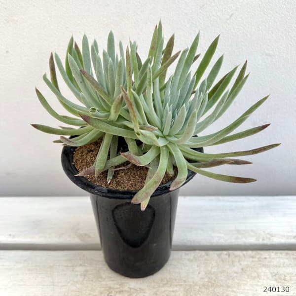 ダドレア:ヴィレンス ハッセイ 4号鉢植え