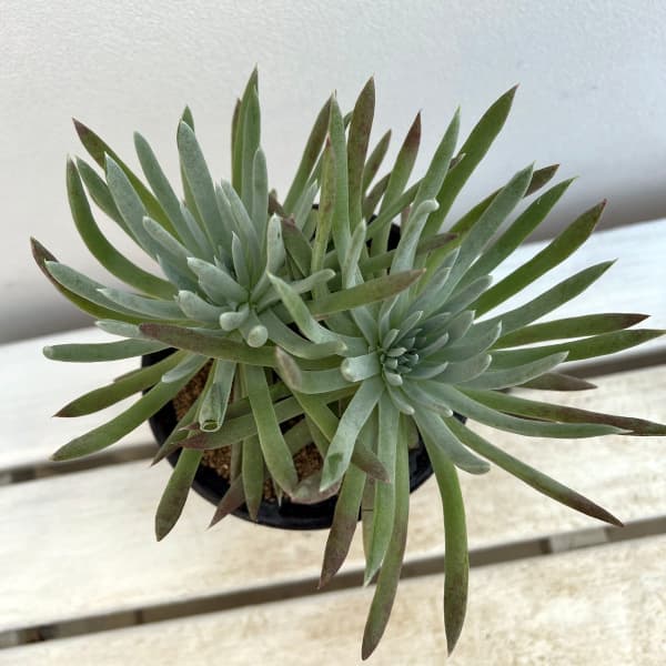 ダドレア:ヴィレンス ハッセイ 4号鉢植え