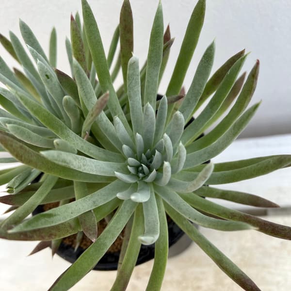 ダドレア:ヴィレンス ハッセイ 4号鉢植え