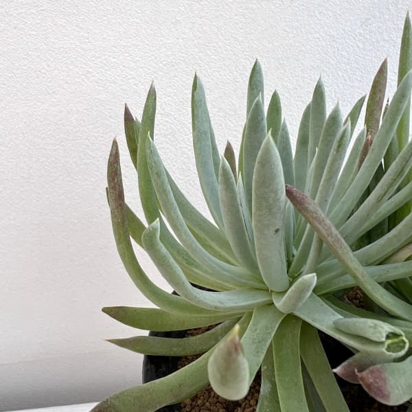 ダドレア:ヴィレンス ハッセイ 4号鉢植え