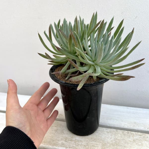 ダドレア:ヴィレンス ハッセイ 4号鉢植え