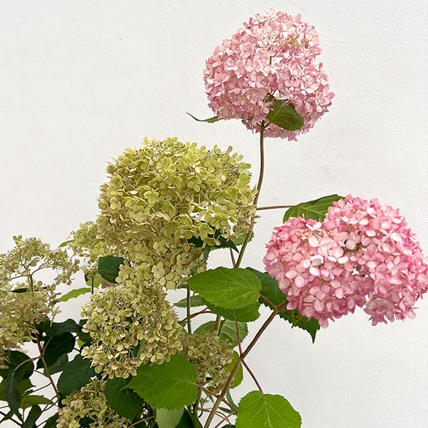 アジサイ(アメリカ):アナベル ミディ ピンク6号ポット