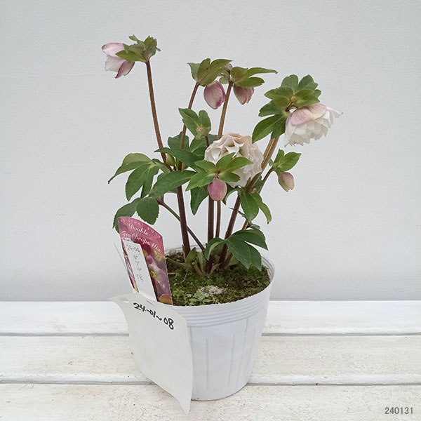 園芸ネット本店｜松村ナーセリーさんのクリスマスローズ：24-04ダブル