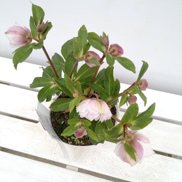 園芸ネット本店｜松村ナーセリーさんのクリスマスローズ：24-04ダブル