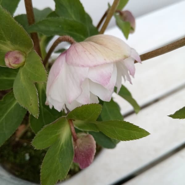 園芸ネット本店｜松村ナーセリーさんのクリスマスローズ：24-04ダブル