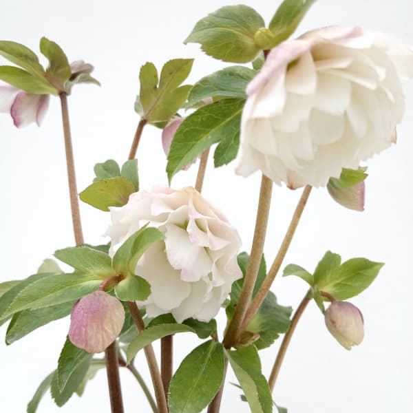 園芸ネット本店｜松村ナーセリーさんのクリスマスローズ：24-04ダブル