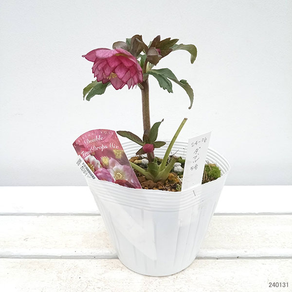 園芸ネット本店｜松村ナーセリーさんのクリスマスローズ：24-06ダブル