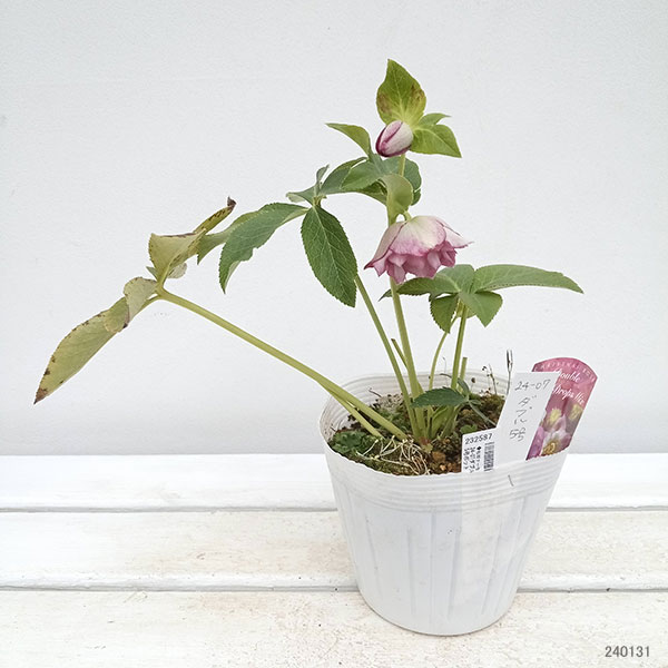 松村ナーセリーさんのクリスマスローズ：24-07ダブルフルーツ