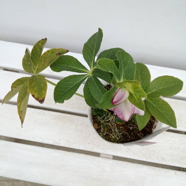 松村ナーセリーさんのクリスマスローズ：24-07ダブルフルーツ