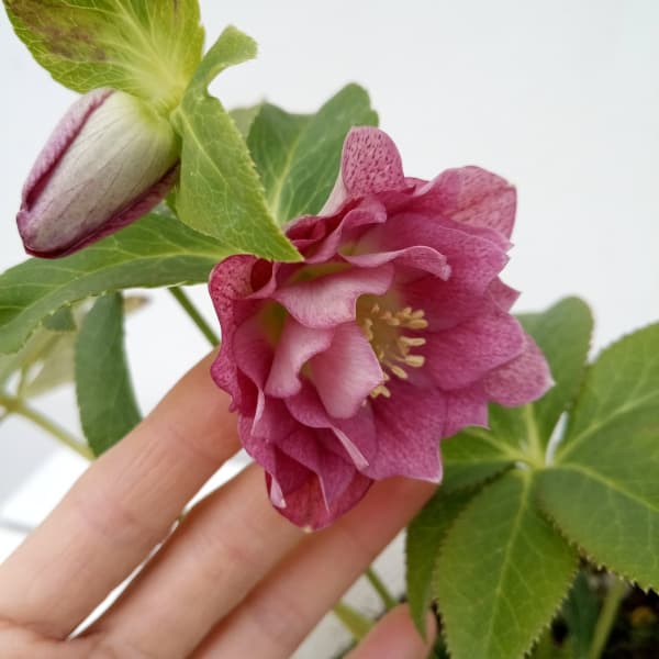 松村ナーセリーさんのクリスマスローズ：24-07ダブルフルーツ