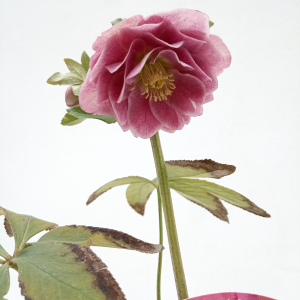 園芸ネット本店｜松村ナーセリーさんのクリスマスローズ：24-08ダブル