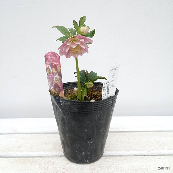 園芸ネット本店｜松村ナーセリーさんのクリスマスローズ：24-09ダブル